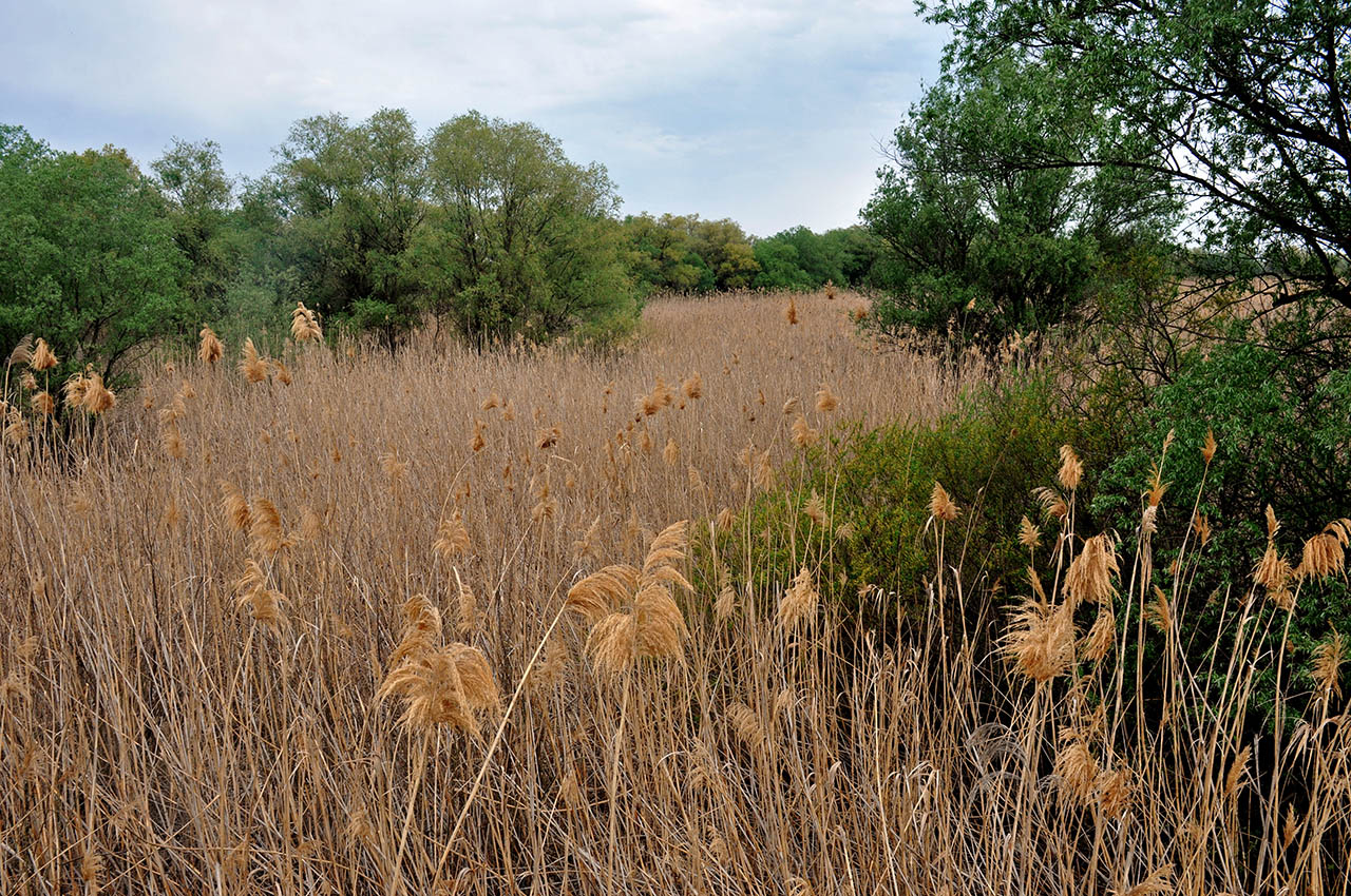 Астраханский заповедник (Дамчик), image of landscape/habitat.