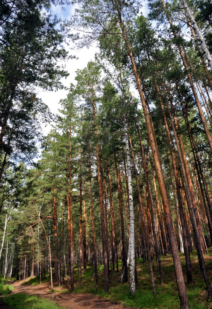 Гора Сугомак, image of landscape/habitat.