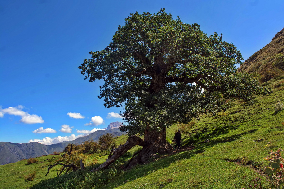 Окрестности села Миджах, image of landscape/habitat.