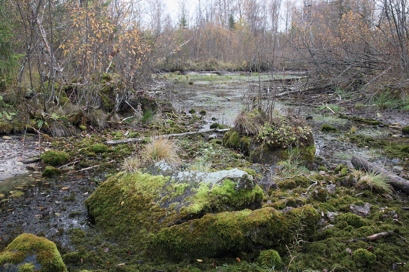 Волосовский район, image of landscape/habitat.