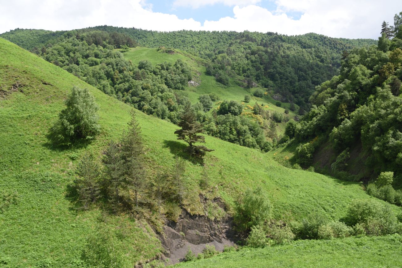 Окрестности урочища Кашети, image of landscape/habitat.