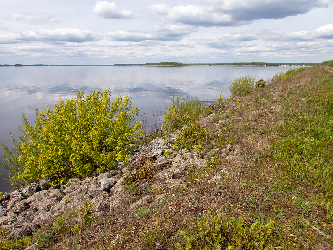 Дубна, image of landscape/habitat.