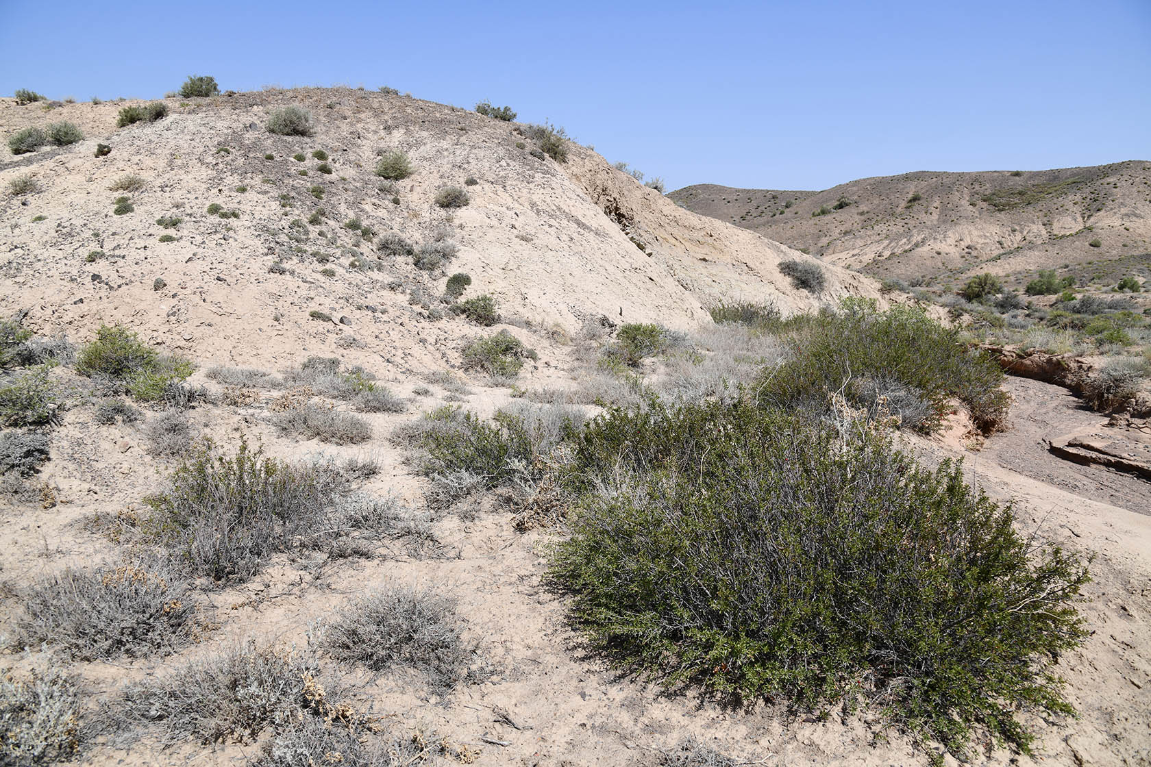 Бала-Богуты, image of landscape/habitat.