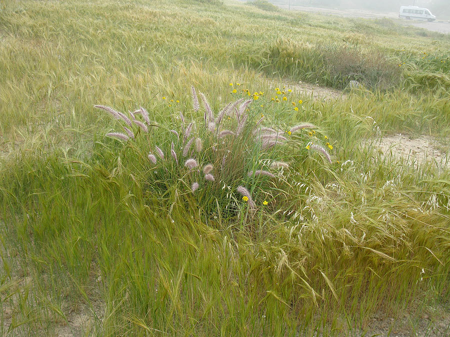 Пустырь в Беэр-Шеве, image of landscape/habitat.