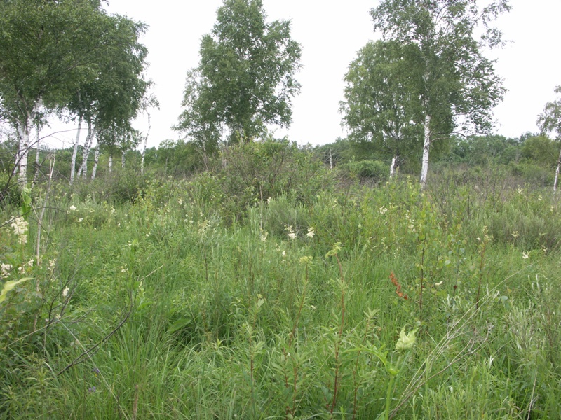 Верховья реки Шингарки, image of landscape/habitat.