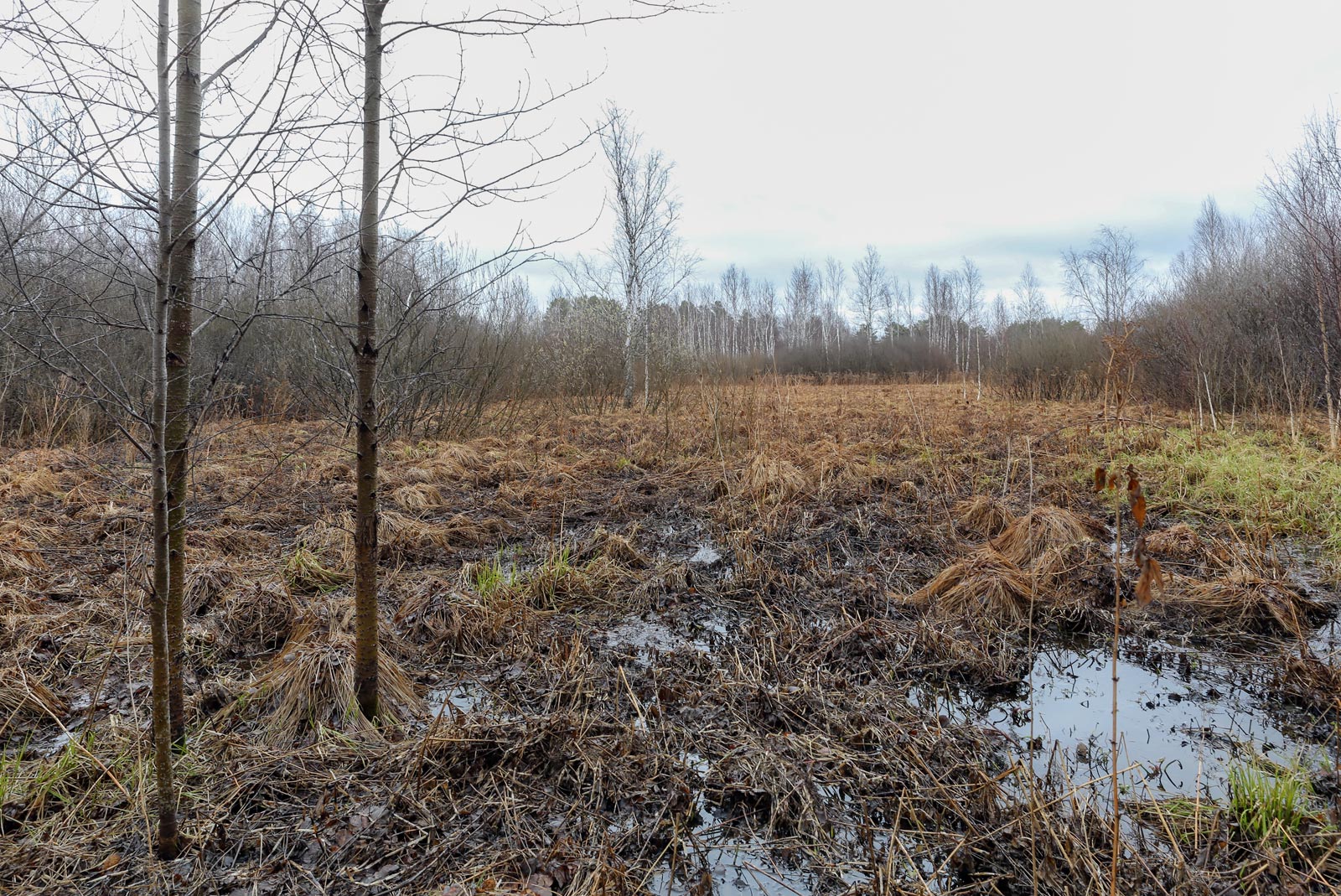 Закамск, image of landscape/habitat.