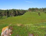 Аметистовый берег, image of landscape/habitat.