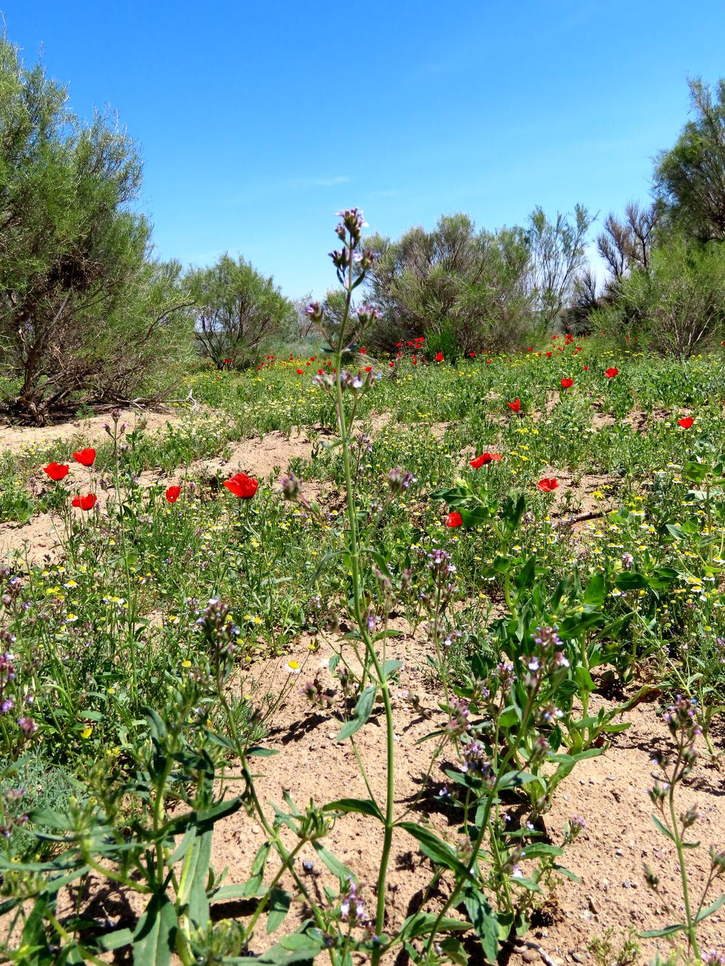 Западная Бетпак-Дала, image of landscape/habitat.