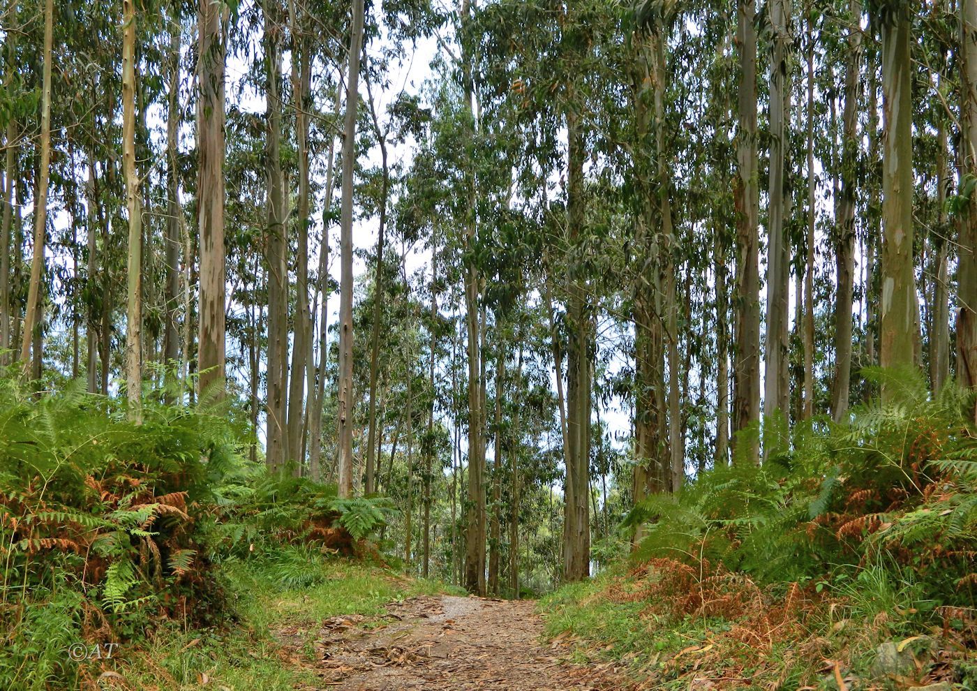 Ластрес и окрестности, image of landscape/habitat.