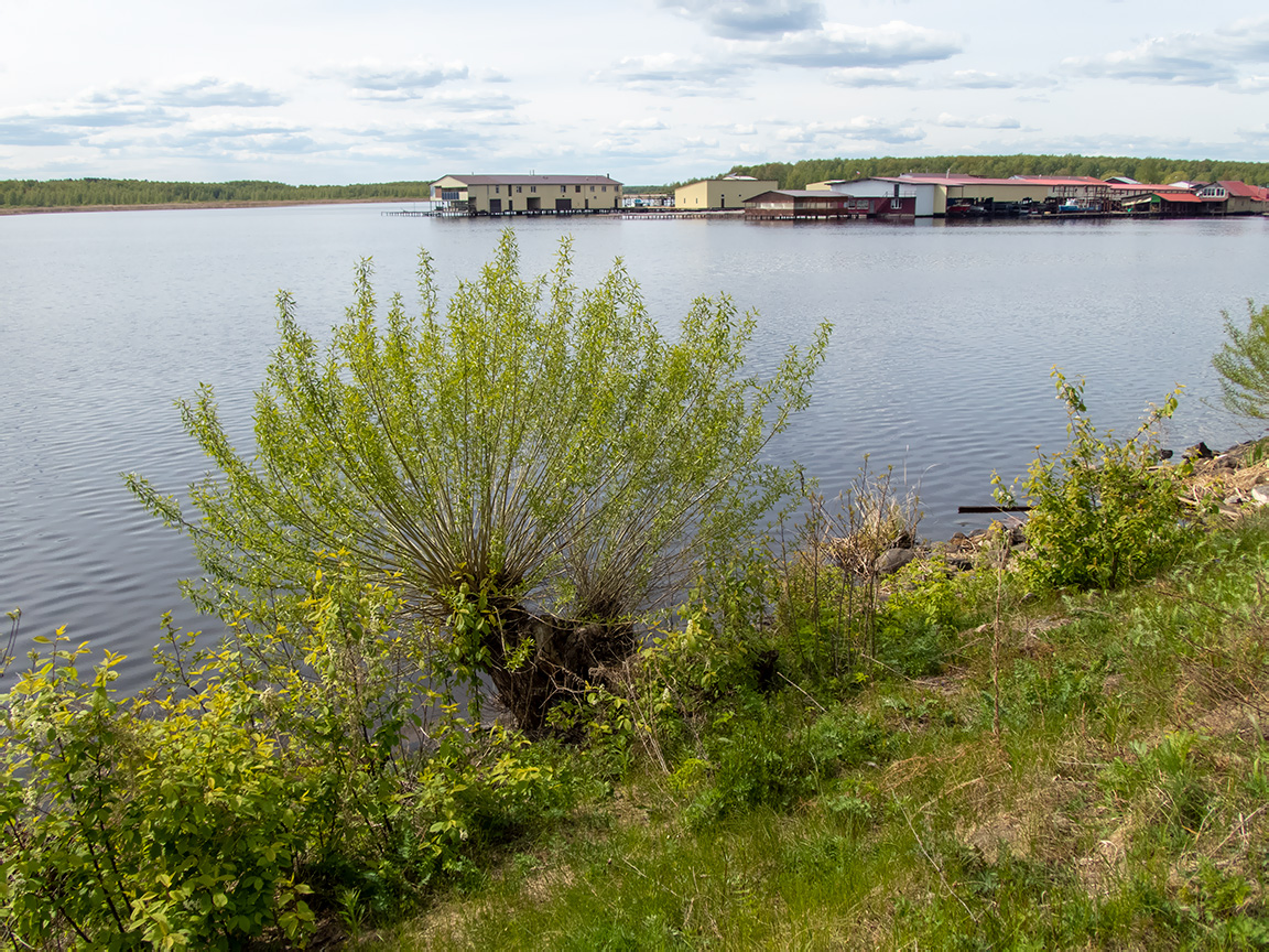 Дубна, image of landscape/habitat.