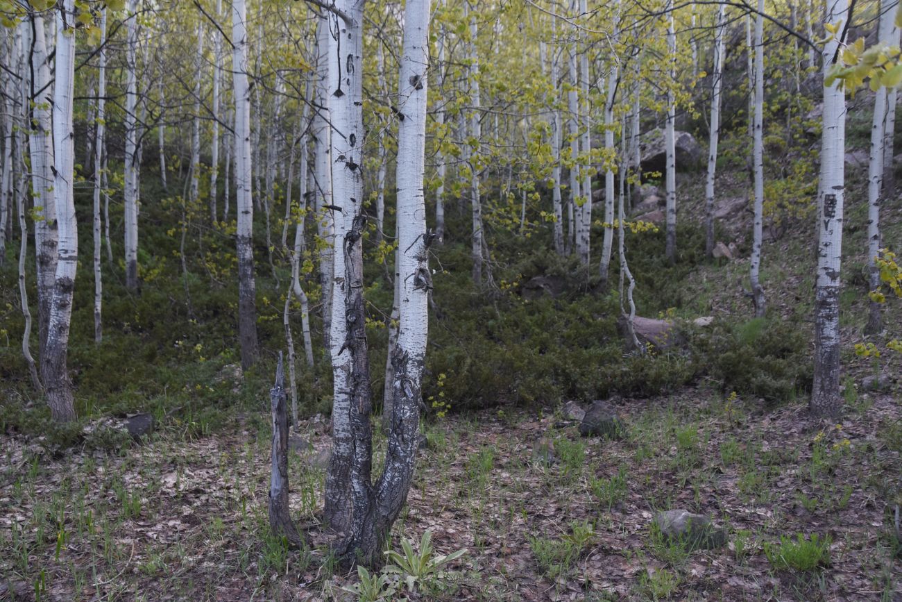Перемычка между Немрут и Ылы, image of landscape/habitat.