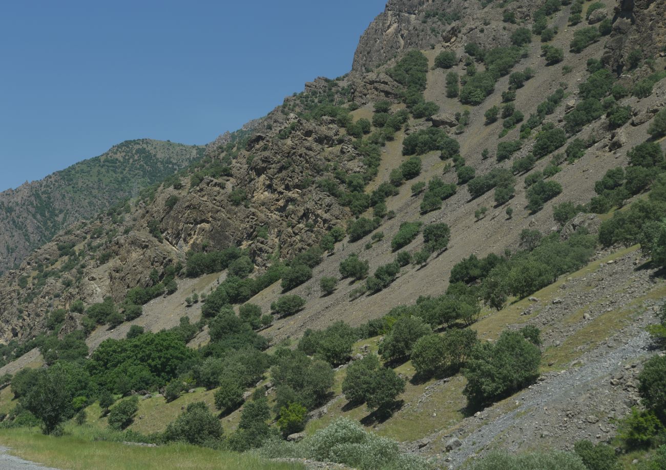 Чименли, image of landscape/habitat.