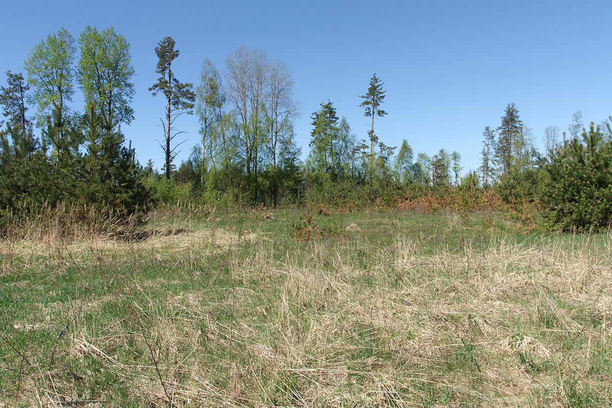 Залежь у Тиханово, image of landscape/habitat.