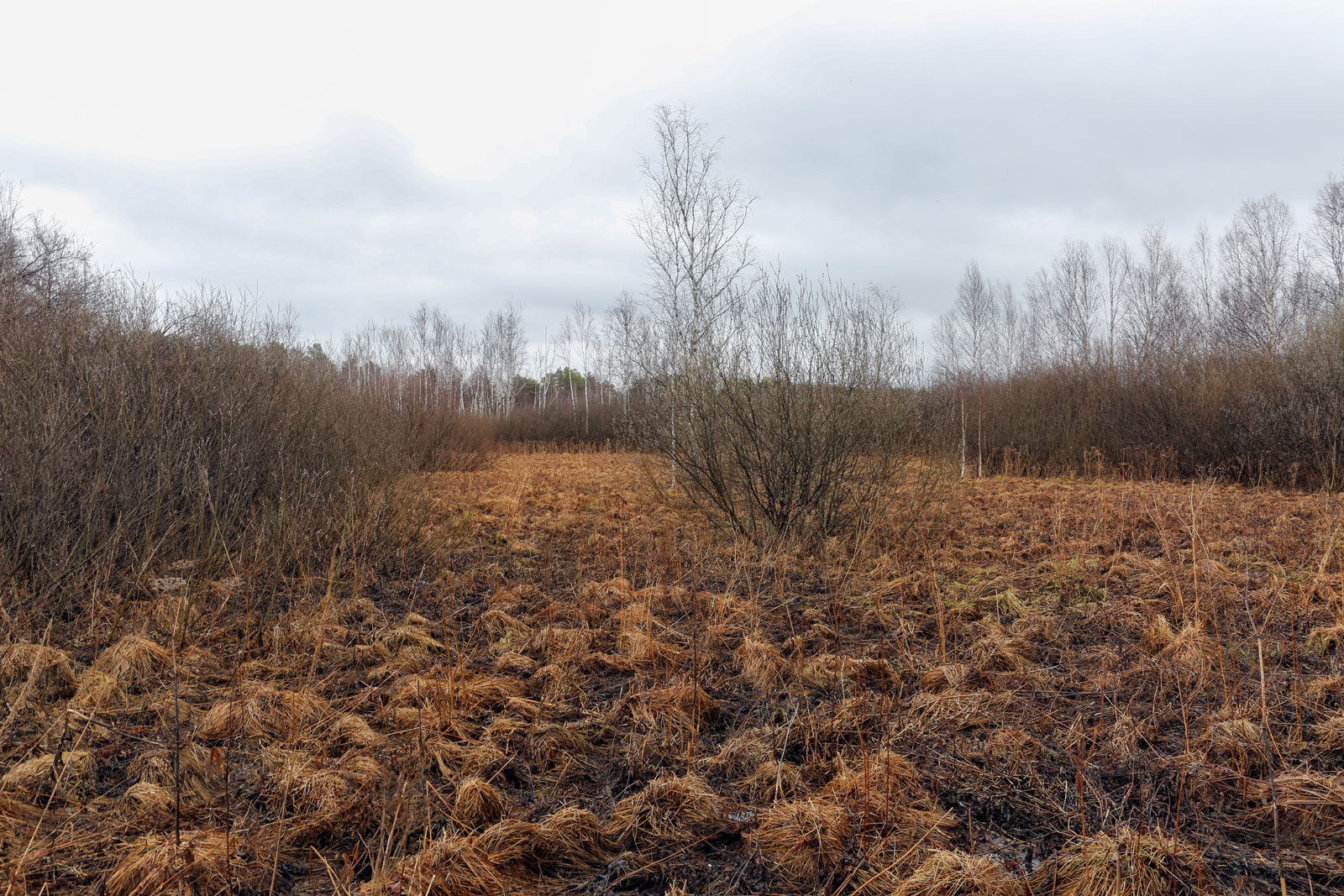 Закамск, image of landscape/habitat.