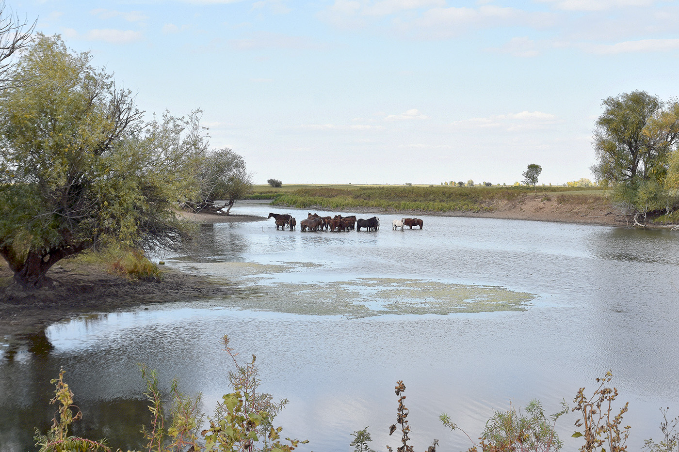 Вершина дельты Волги, image of landscape/habitat.