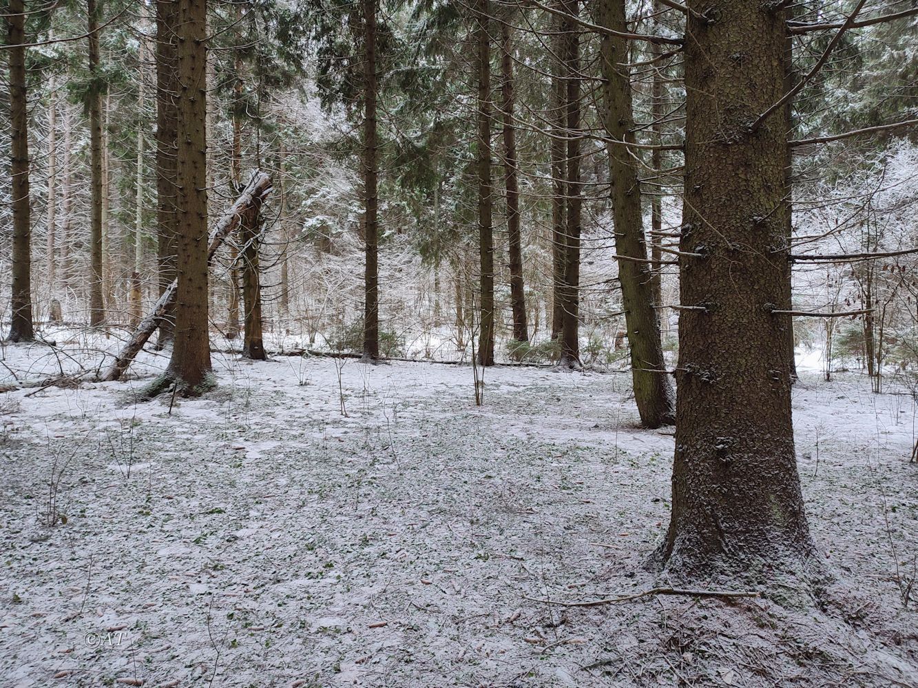 Пасовский лес, image of landscape/habitat.