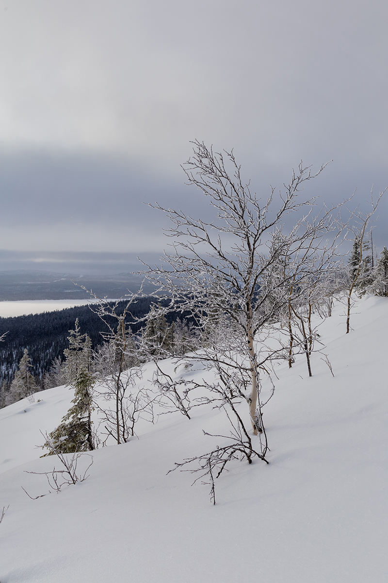 Гора Ельнюн, image of landscape/habitat.