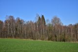 Чёлоховский пруд, image of landscape/habitat.
