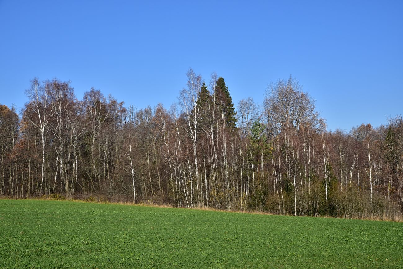 Чёлоховский пруд, image of landscape/habitat.