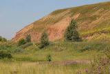 Увал у с. Татарское Утяшкино, image of landscape/habitat.