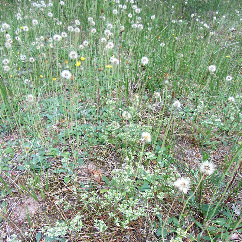 Ждановичи, image of landscape/habitat.