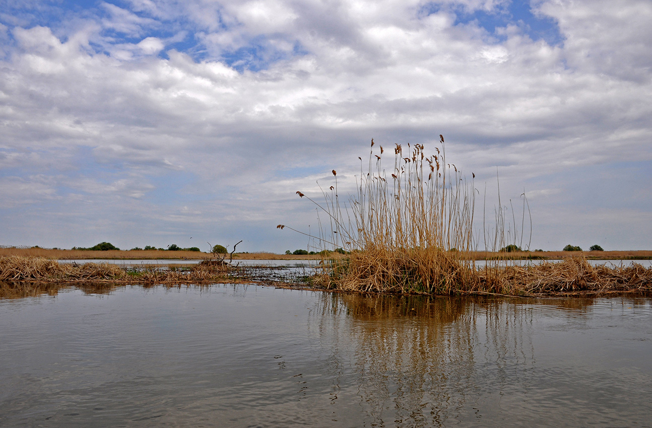 Астраханский заповедник (Дамчик), image of landscape/habitat.