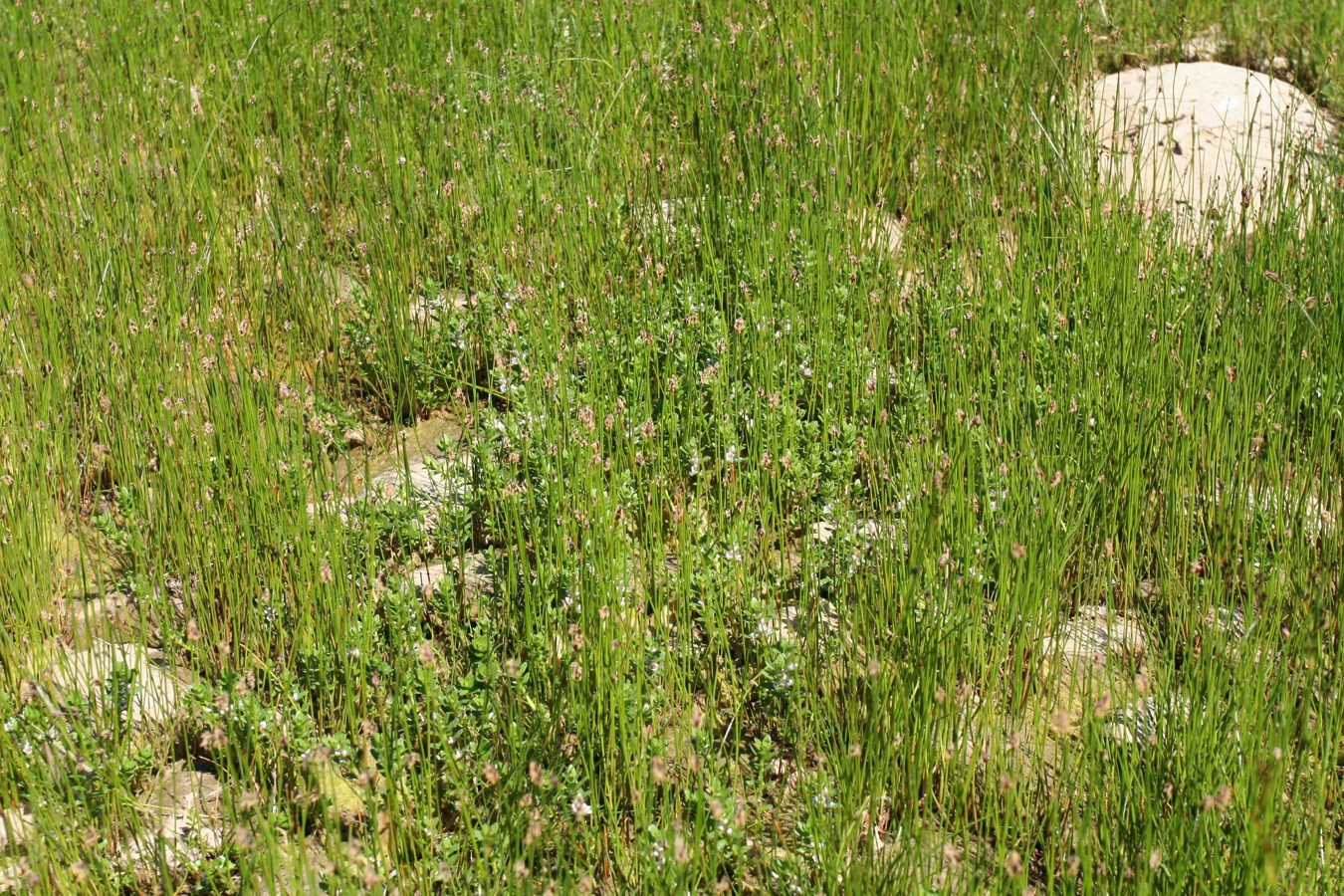 Каравалдай, image of landscape/habitat.