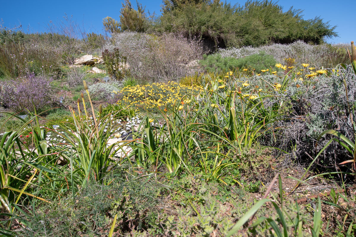 Иерусалимский Ботсад, image of landscape/habitat.