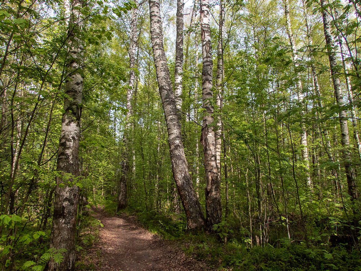 Дубна, image of landscape/habitat.