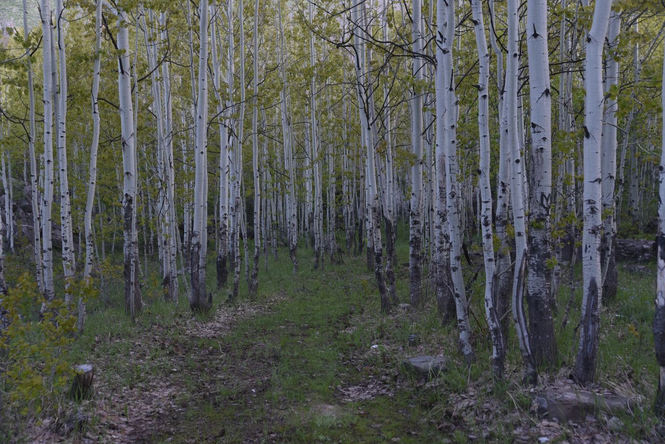 Перемычка между Немрут и Ылы, image of landscape/habitat.