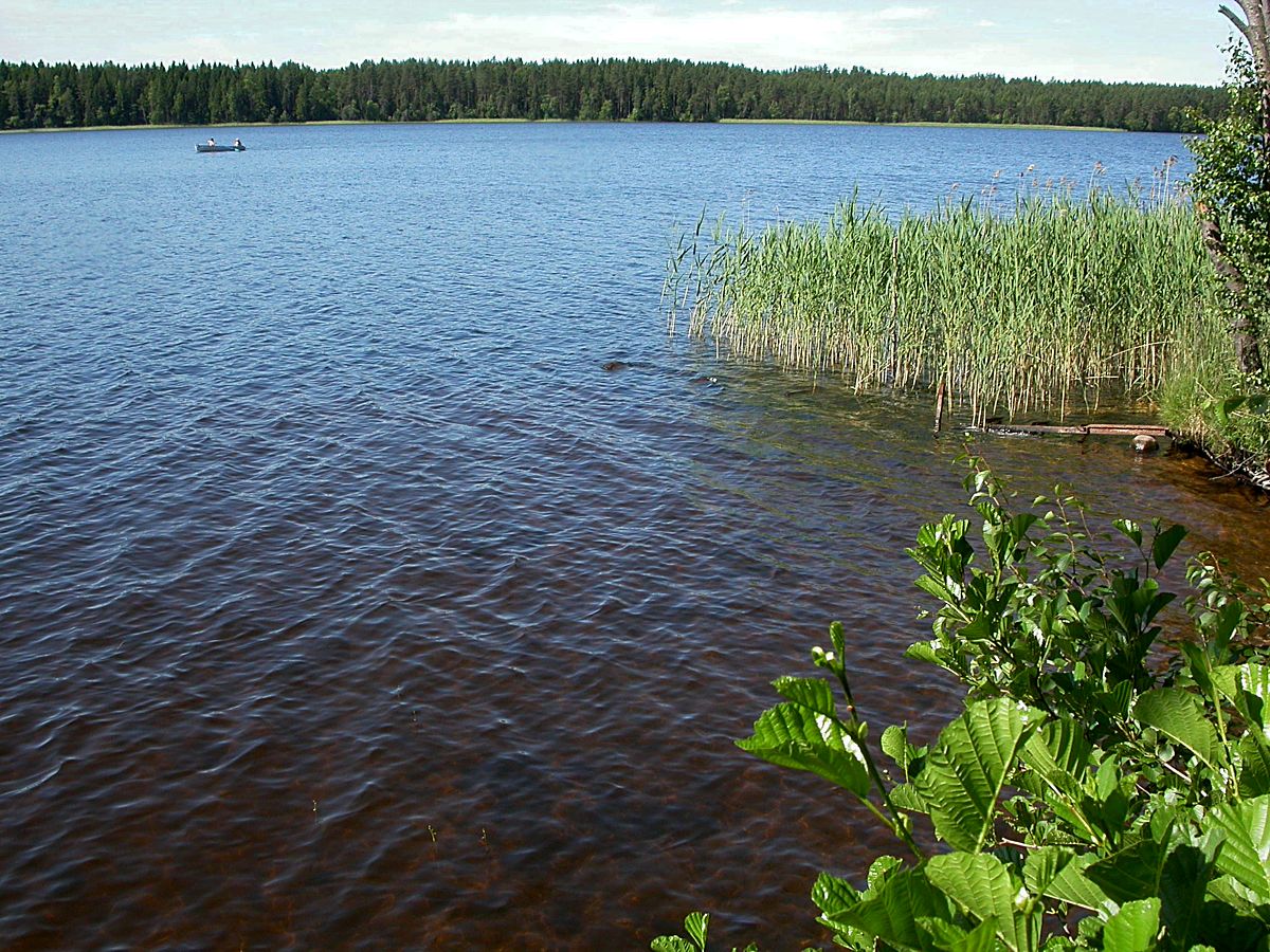 Зеркальное, image of landscape/habitat.