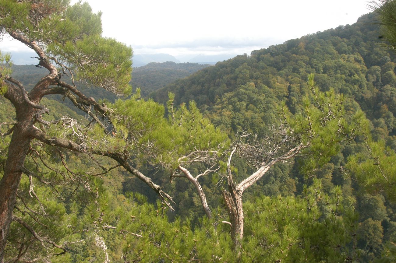 Орлиные скалы (Сочи), image of landscape/habitat.