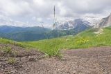 Южный склон горы Гузерипль, image of landscape/habitat.