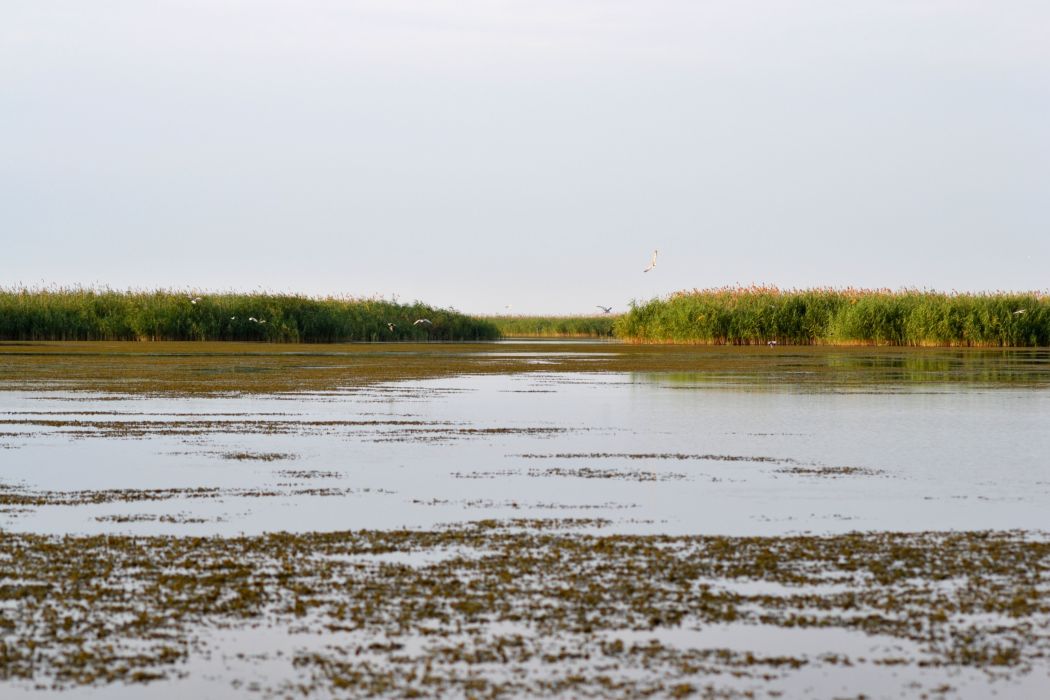 Дельта (нижняя зона), image of landscape/habitat.