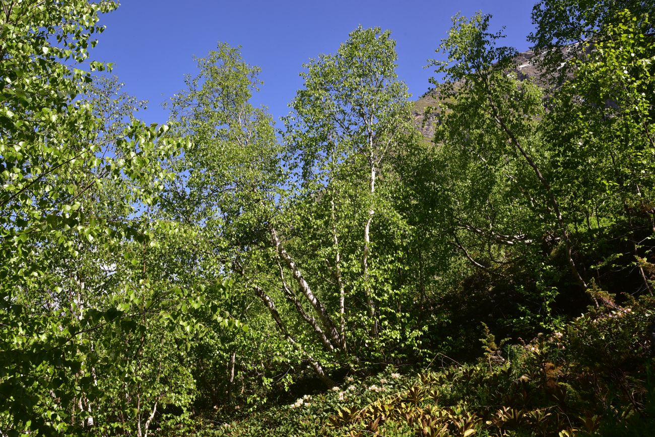 Река Когутайка, image of landscape/habitat.