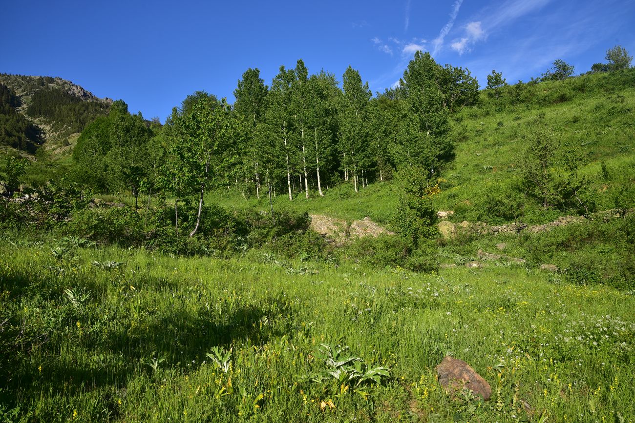 Дамлаташ, image of landscape/habitat.