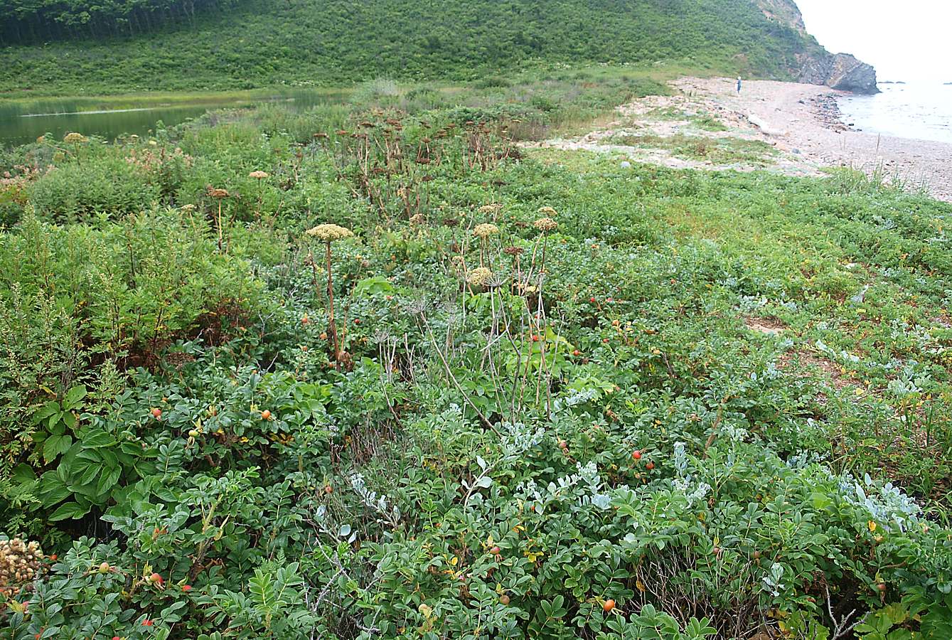 Бухта Красная Скала, image of landscape/habitat.