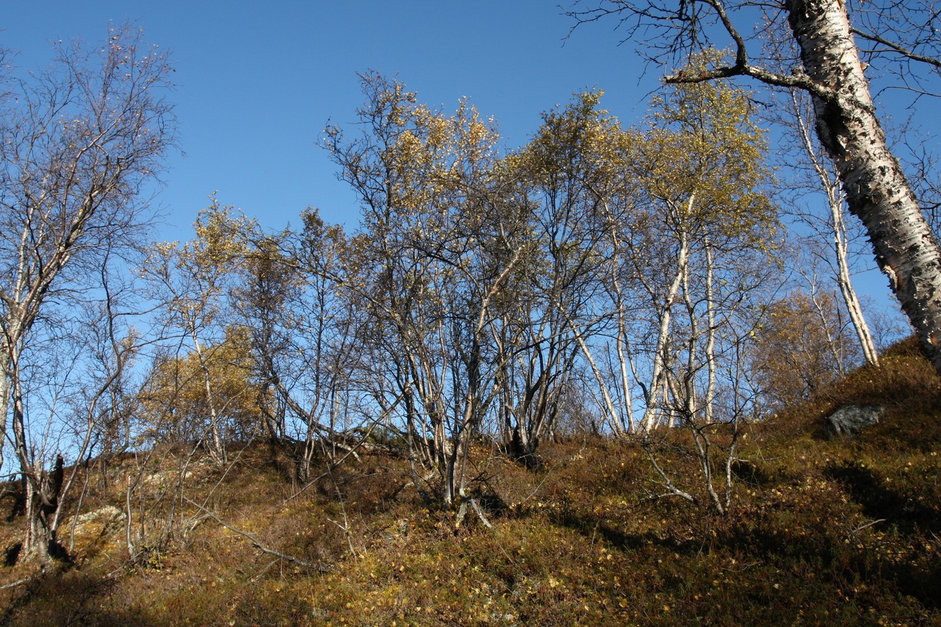 Могильный Ров, image of landscape/habitat.