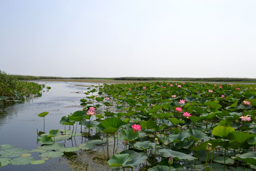 Дельта (нижняя зона), image of landscape/habitat.