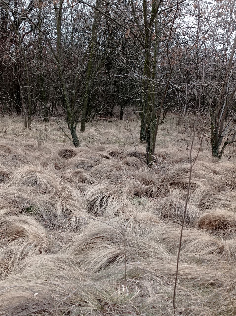 Старобельск, image of landscape/habitat.