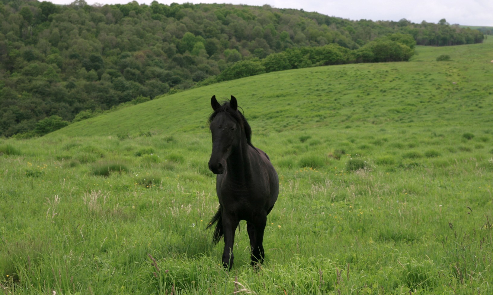 Массив Больше, image of landscape/habitat.