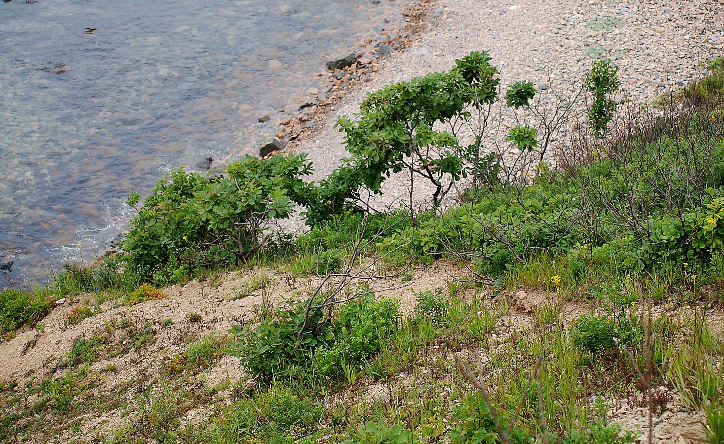 Бухта Красная Скала, image of landscape/habitat.