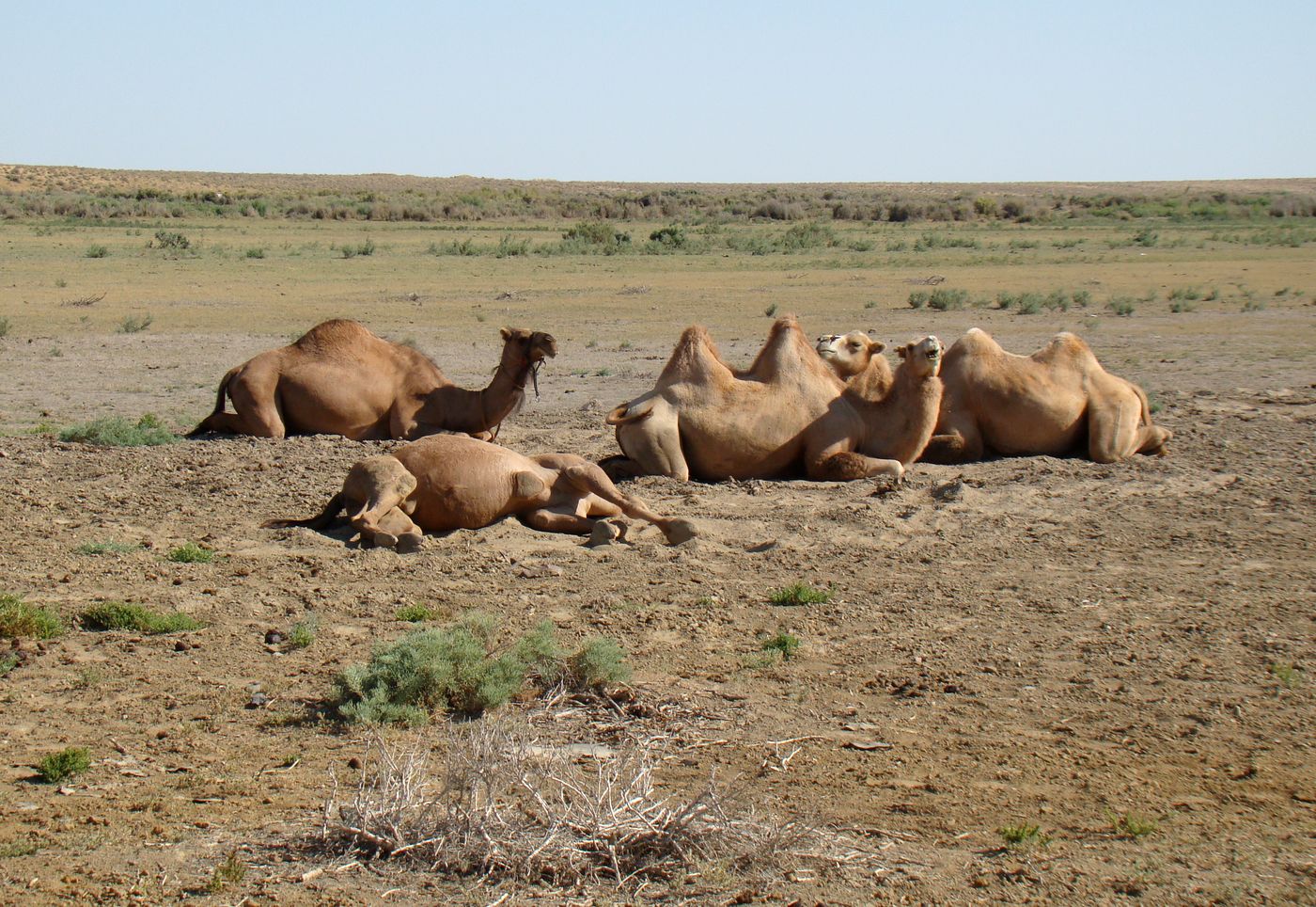 Байконур, image of landscape/habitat.