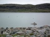 Дальние Зеленцы, image of landscape/habitat.