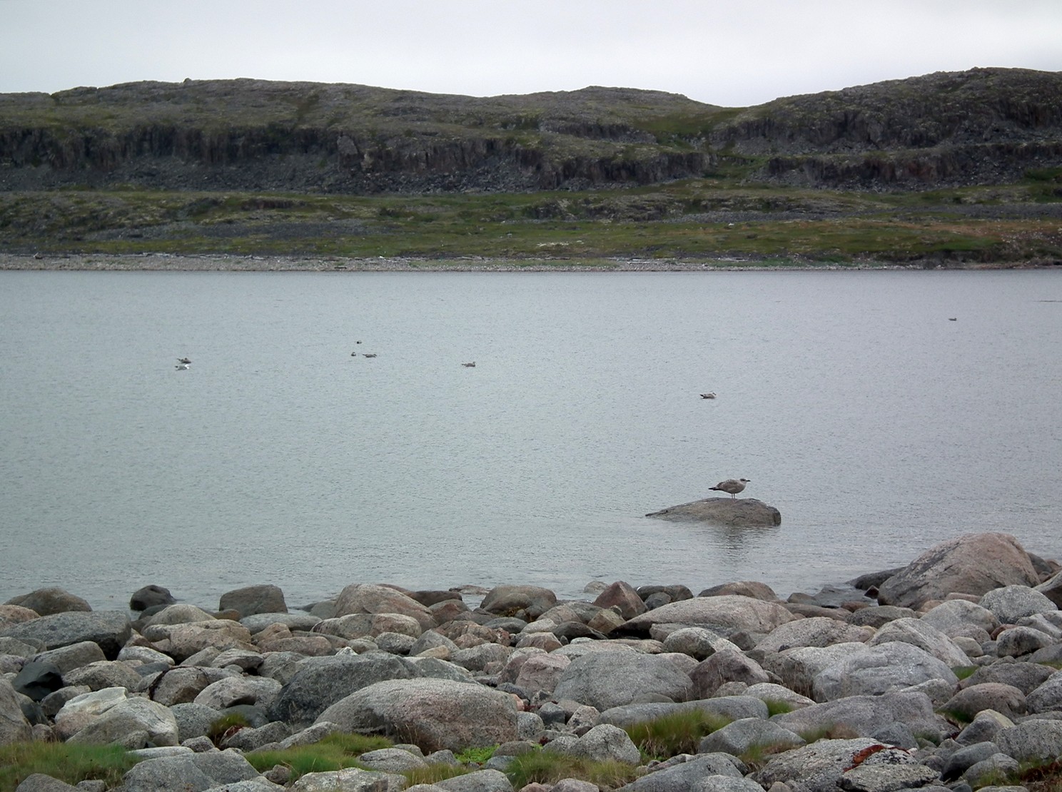 Дальние Зеленцы, image of landscape/habitat.