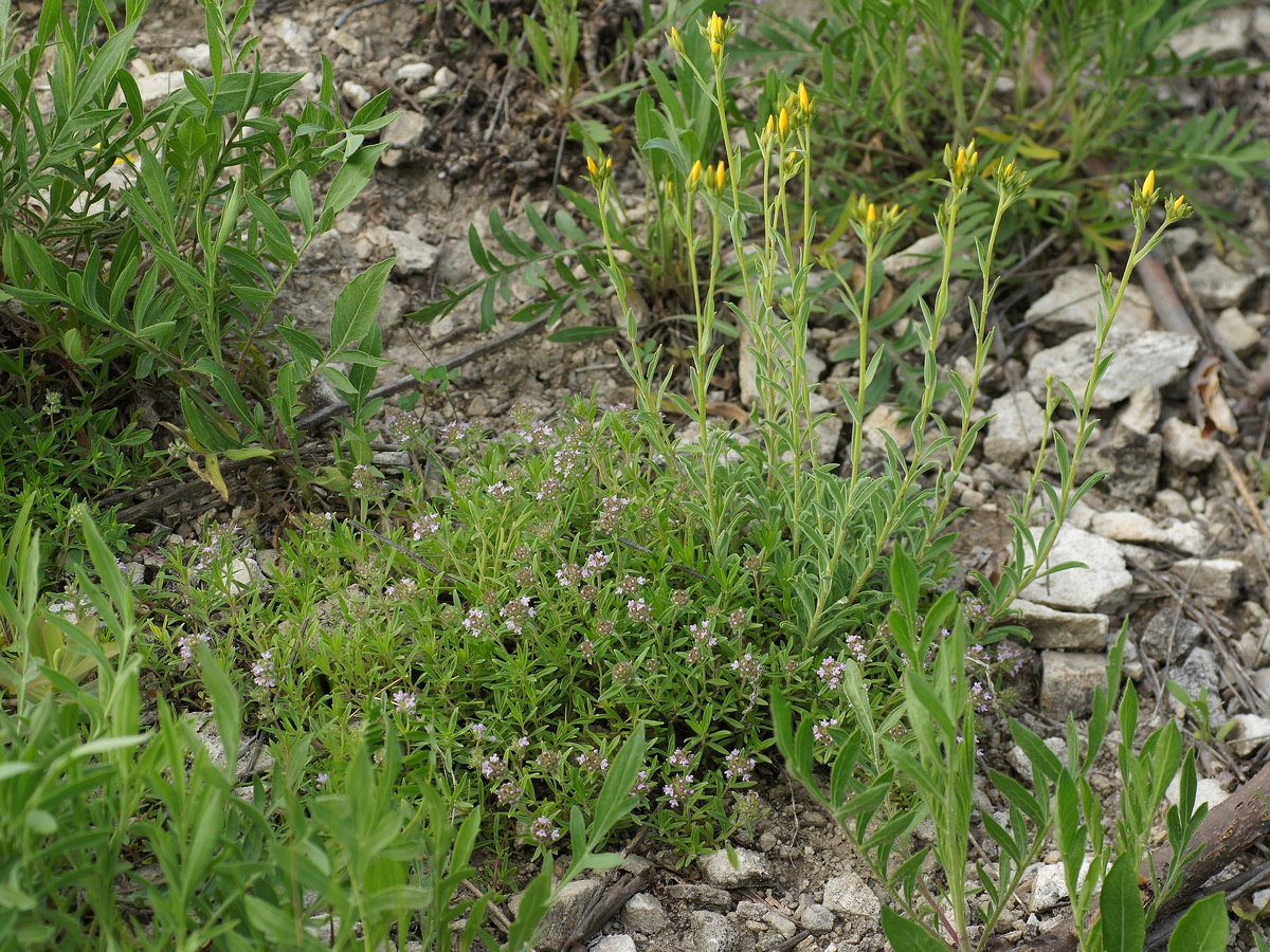 Балка Бирючья, image of landscape/habitat.