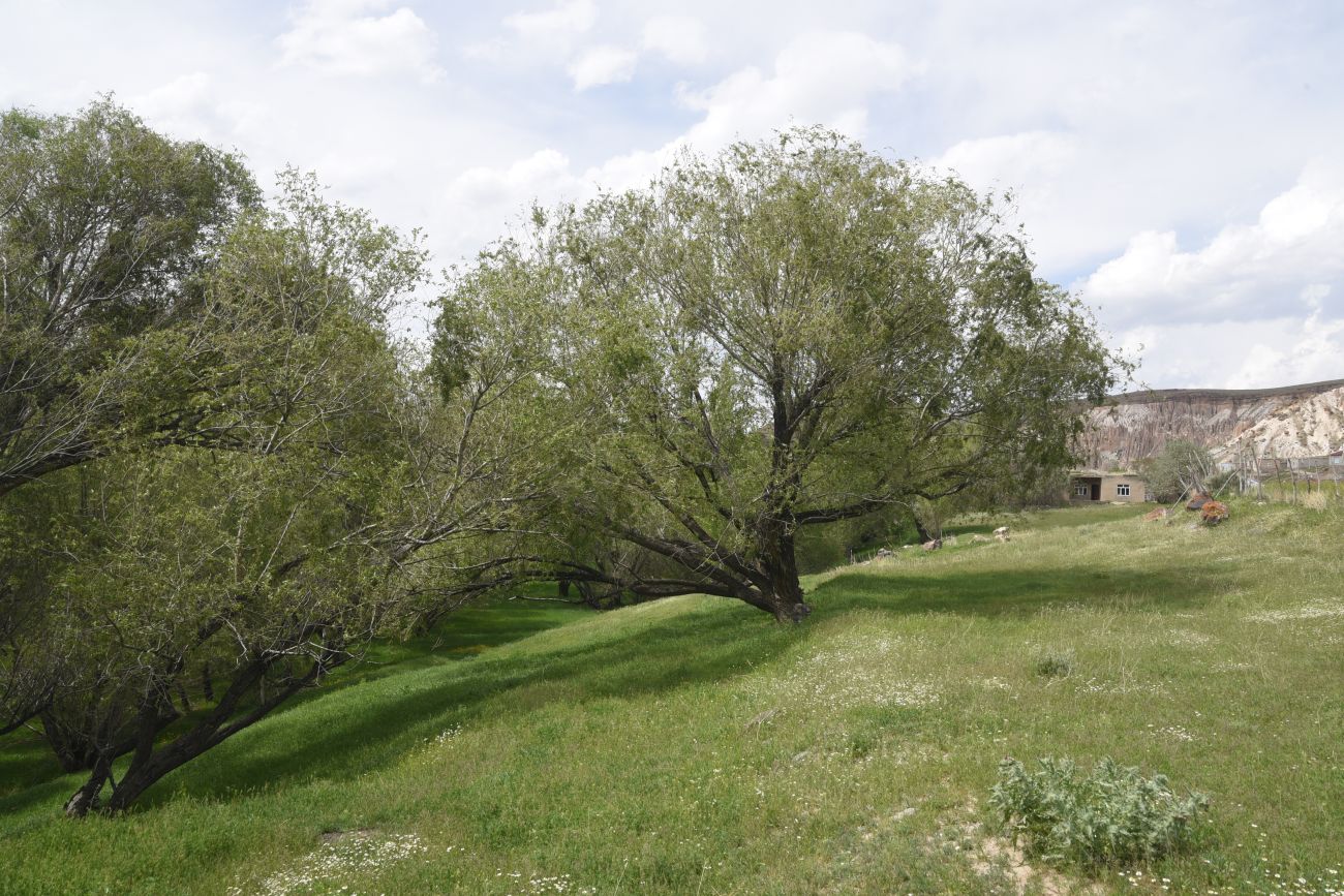 Явузлар, image of landscape/habitat.