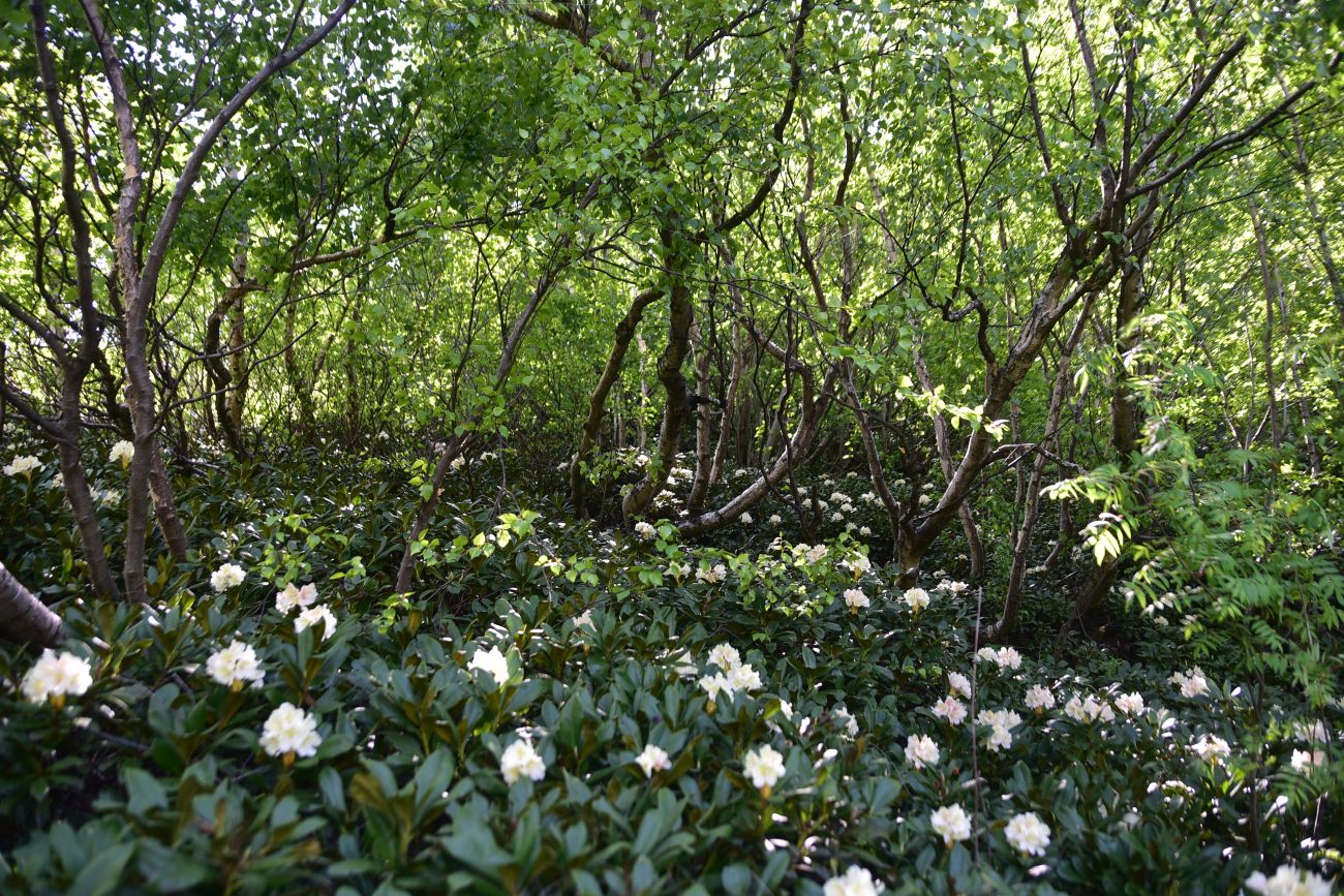 Река Когутайка, image of landscape/habitat.