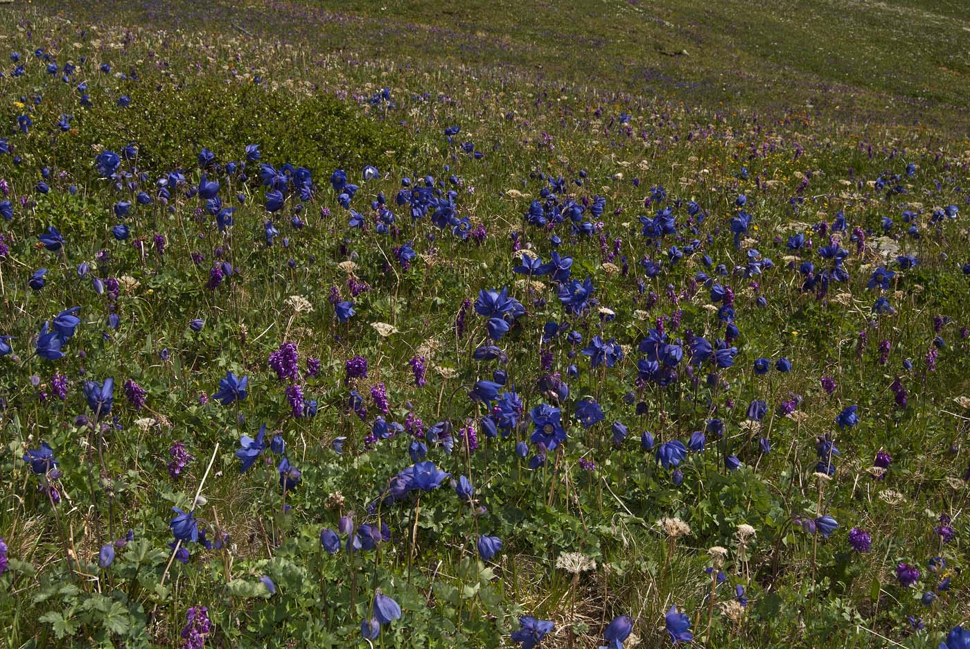 Курайский хребет, image of landscape/habitat.