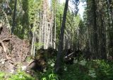 Заповедник "Кологривский лес", image of landscape/habitat.